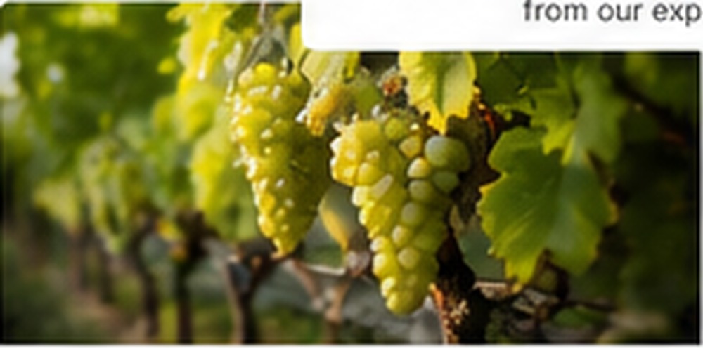 White grapes in vineyard